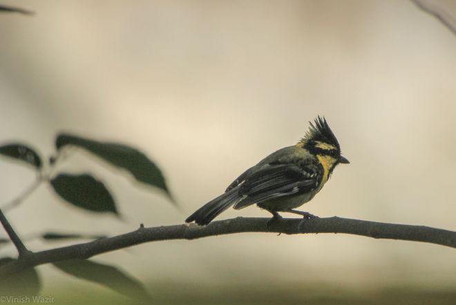 Black Lored Tit