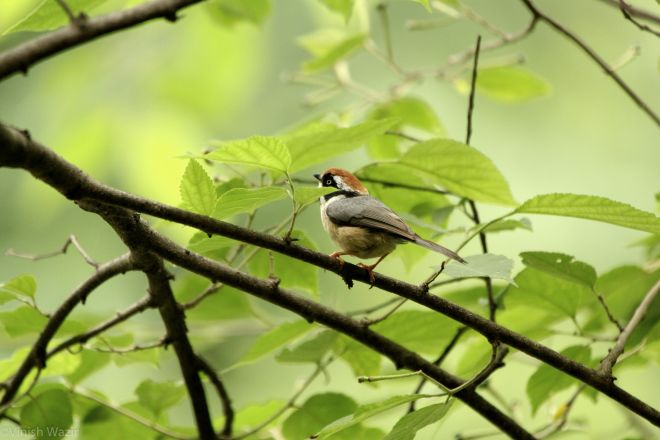 Black Throated Tit