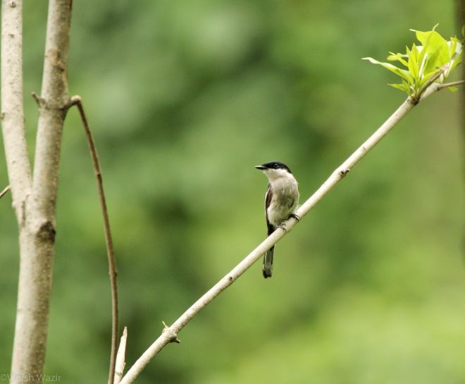Bar Winged Flycatcher Shrike