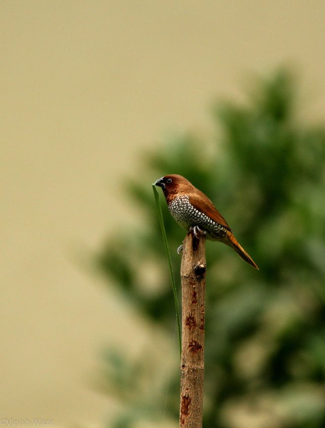 Scaly Breasted Munia