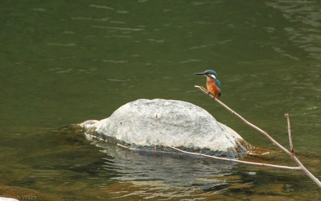 Common Kingfisher
