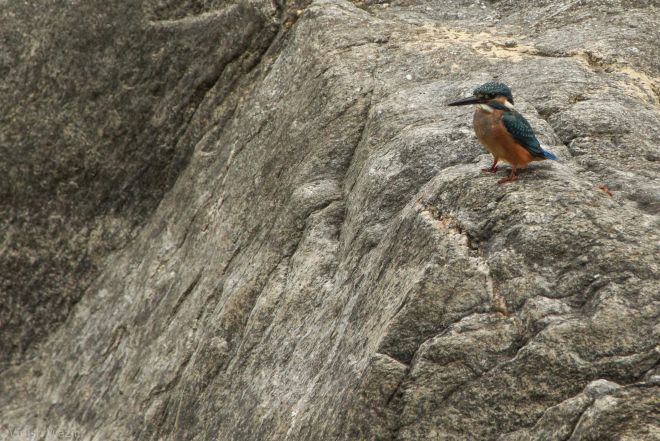 Common Kingfisher