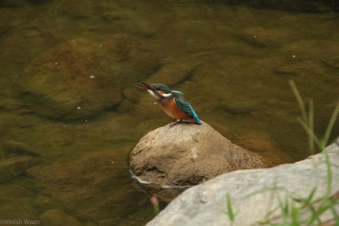 Common Kingfisher