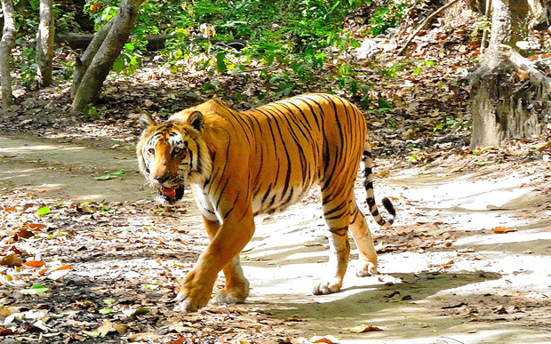 Corbett-National-Park-Tiger
