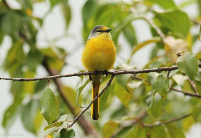 Scarlet Minivet
