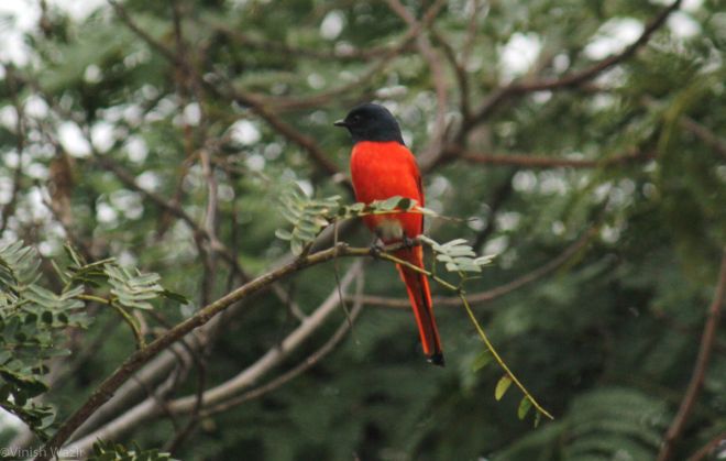 Scarlet Minivet