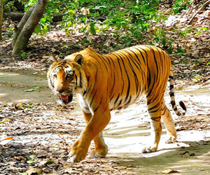 Corbett National Park