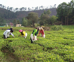 Shyamkhet-Tea-Garden