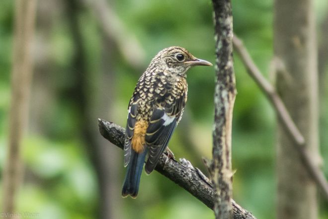 Chestnut bellied Rock Thrush
