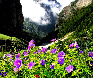 Valley of Flowers