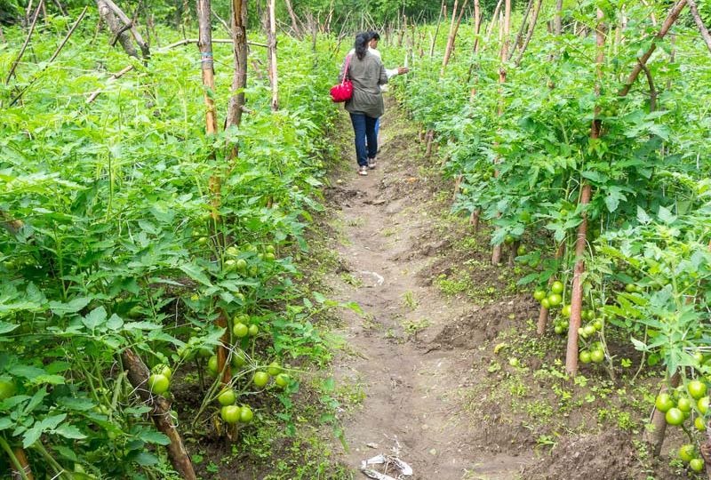 agricultural-wall--post-featured