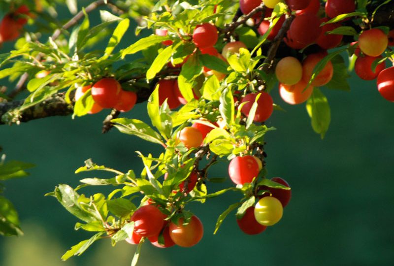 horticulture-walk-featured