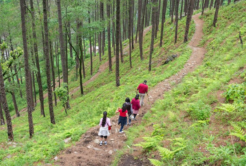 pine-forest-trek-featured